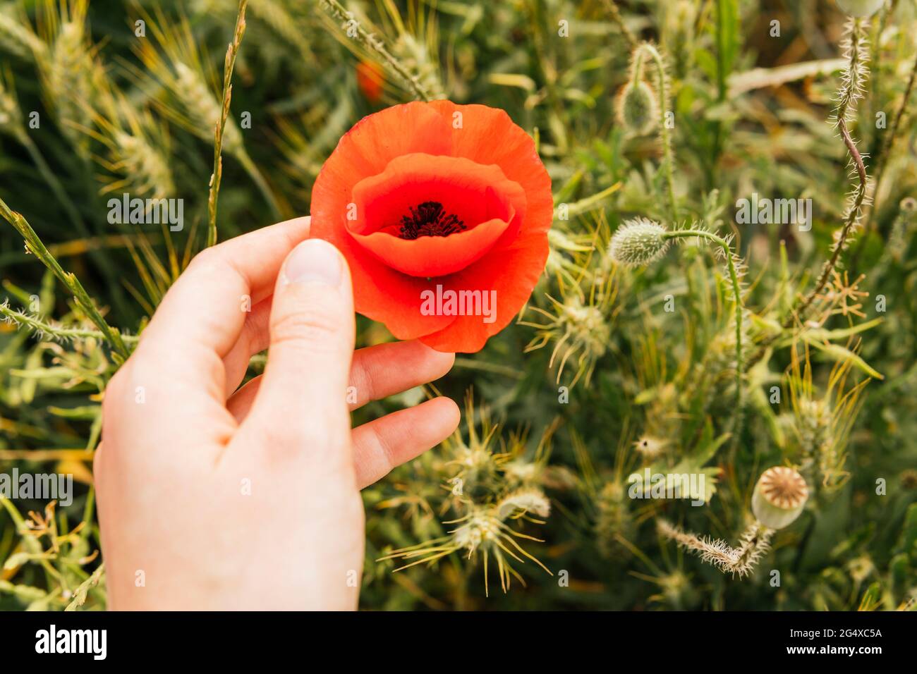 Woman touching red poppy flower at field during sunny day Stock Photo