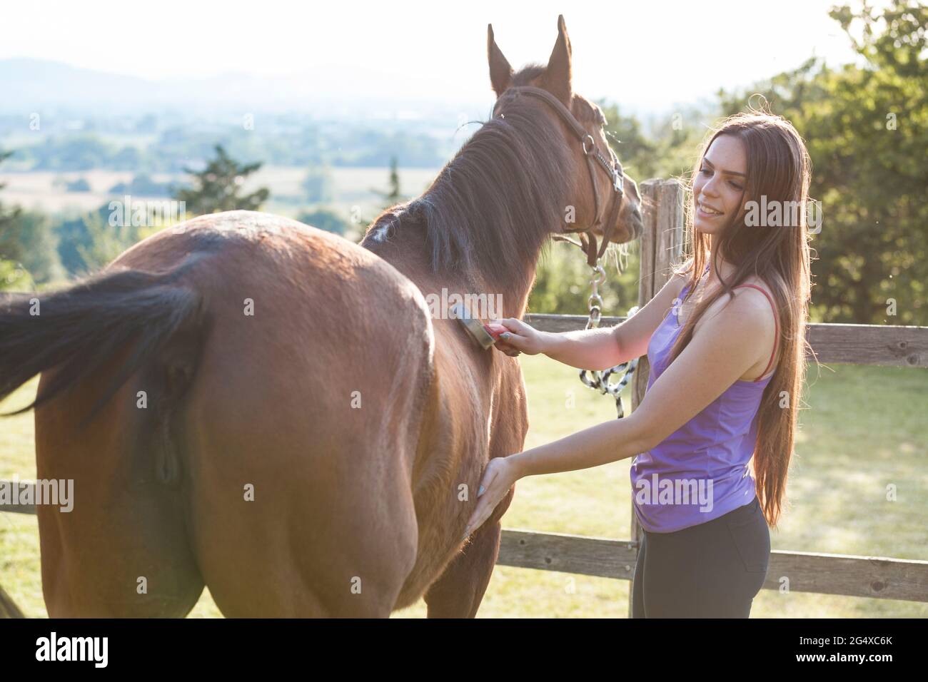 Smiling woman brushing horse hair by fence Stock Photo
