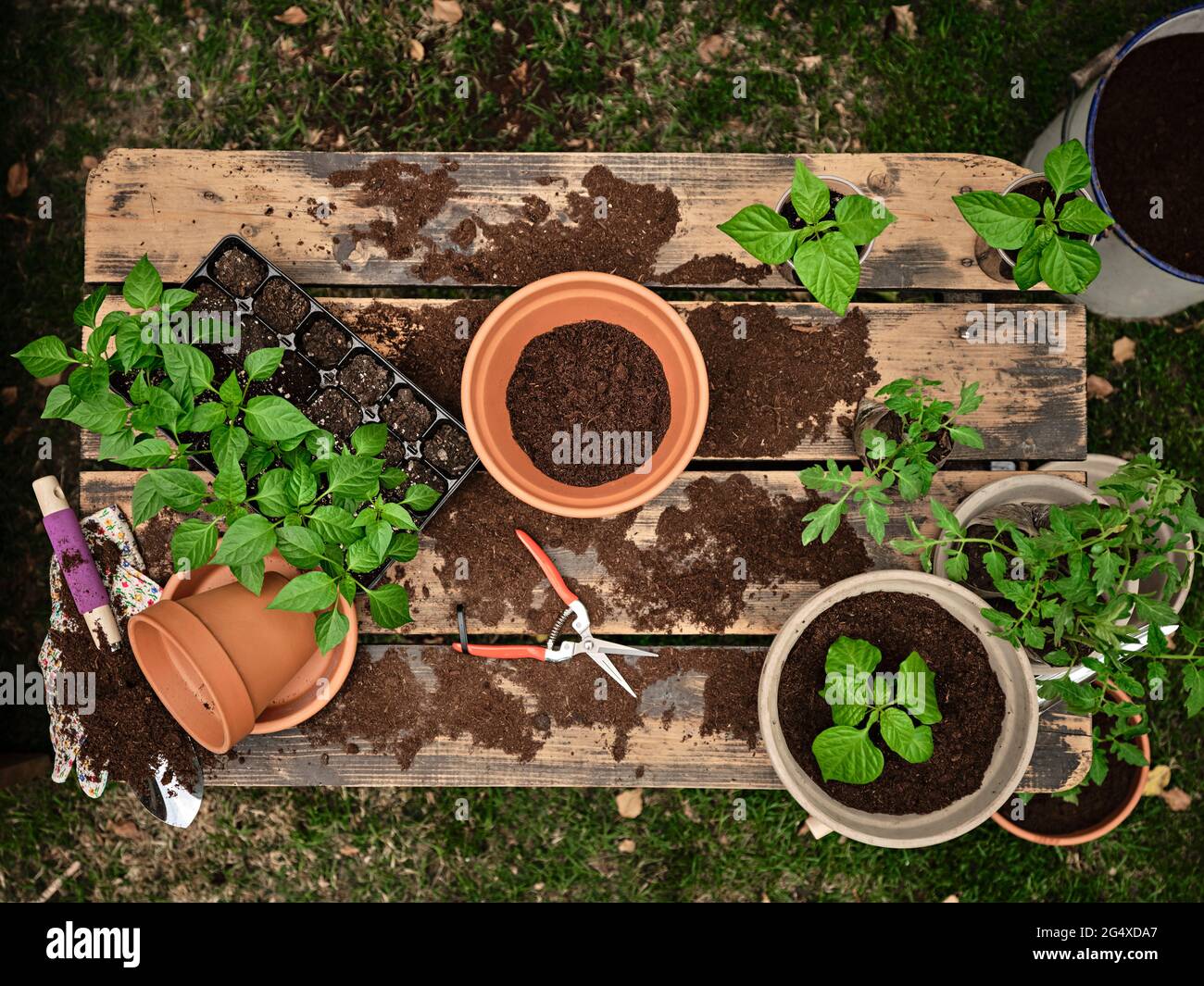 Flower pot with soil amidst seedling tray and plants on table in garden Stock Photo