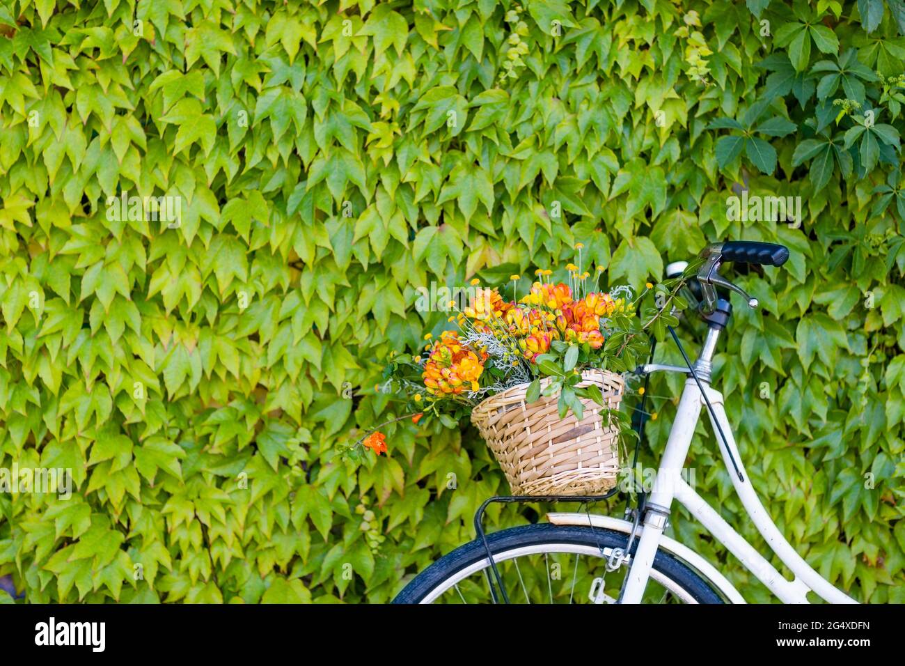 Bicycle with basket of freesia flowers in front of green ivy wall Stock Photo