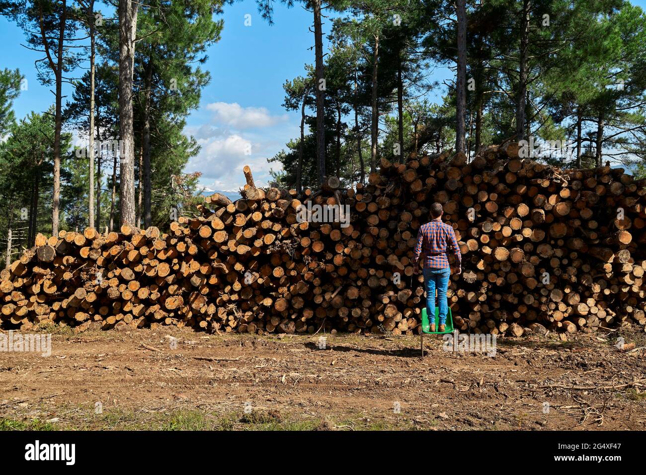 Man standing on chair at lumber industry Stock Photo