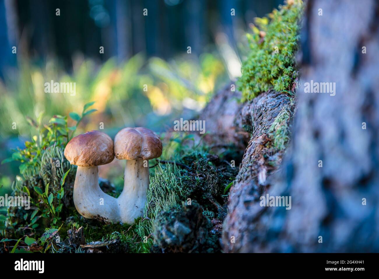 Porcini mushrooms growing in forest Stock Photo Alamy
