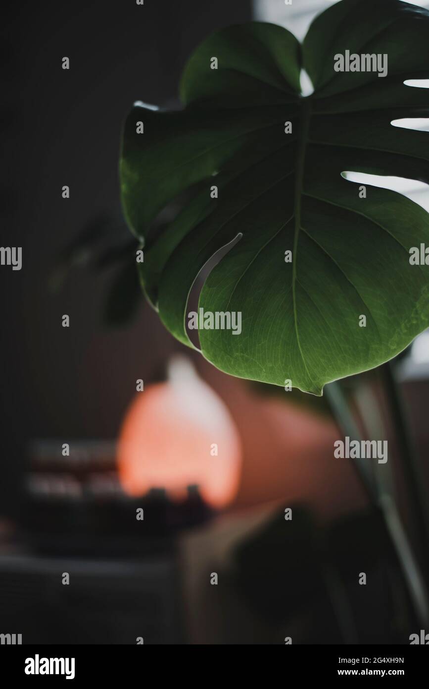 Indoor Monstera plant Stock Photo Alamy