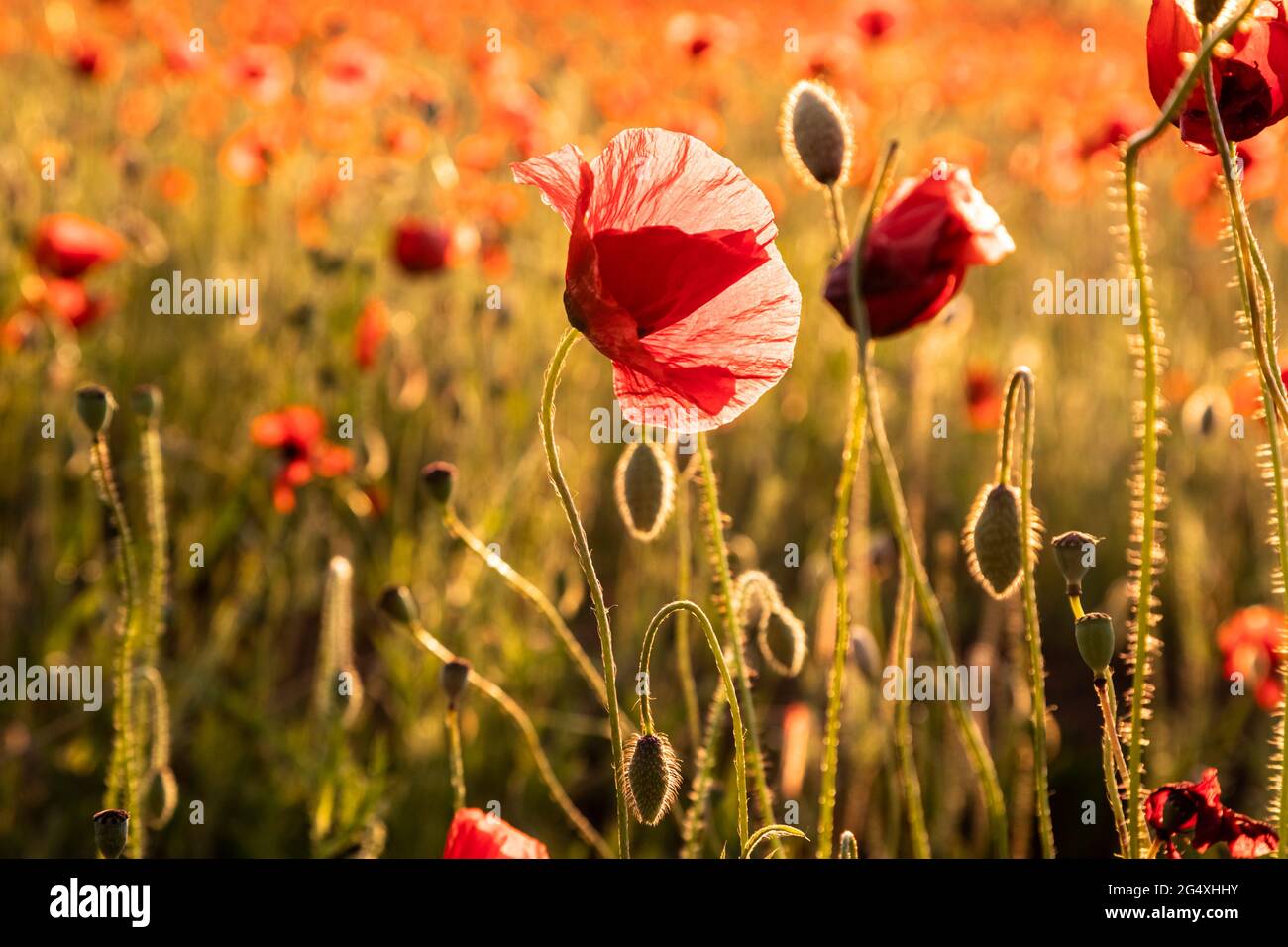 Poppies in meadow hi-res stock photography and images - Alamy