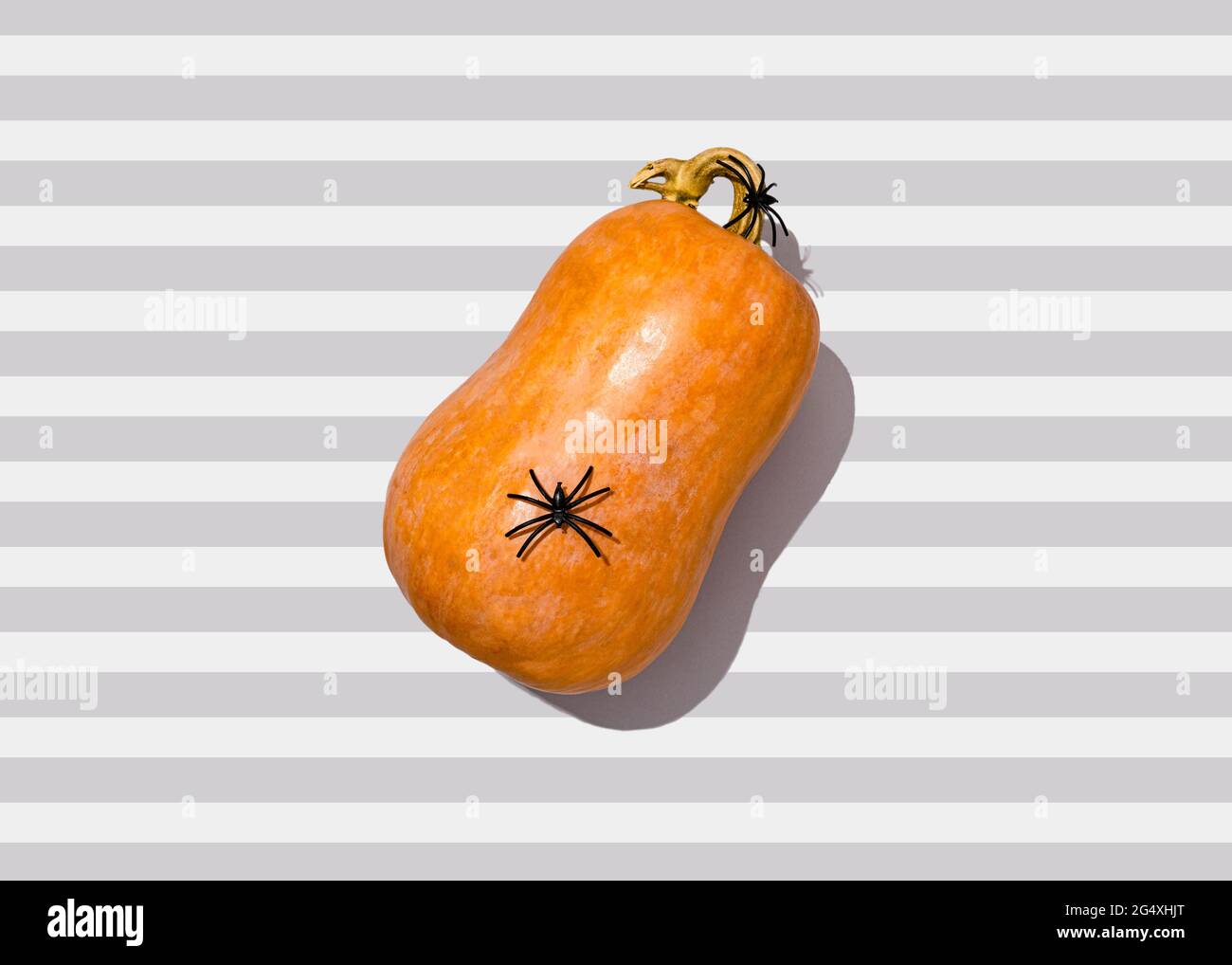 Studio shot of spider sitting on top of raw pumpkin lying against striped background Stock Photo