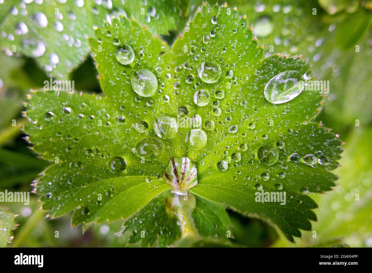 Ladys mantle (Alchemilla vulgaris) leaf covered in raindrops Stock Photo