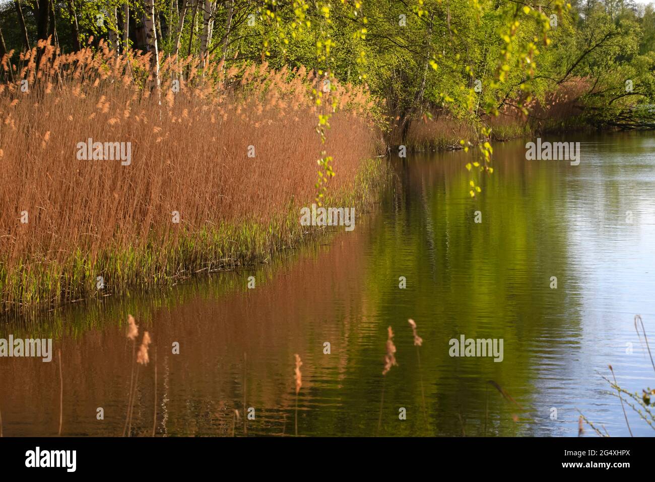 Calm water in lake at Lusatia, Saxony, Germany Stock Photo