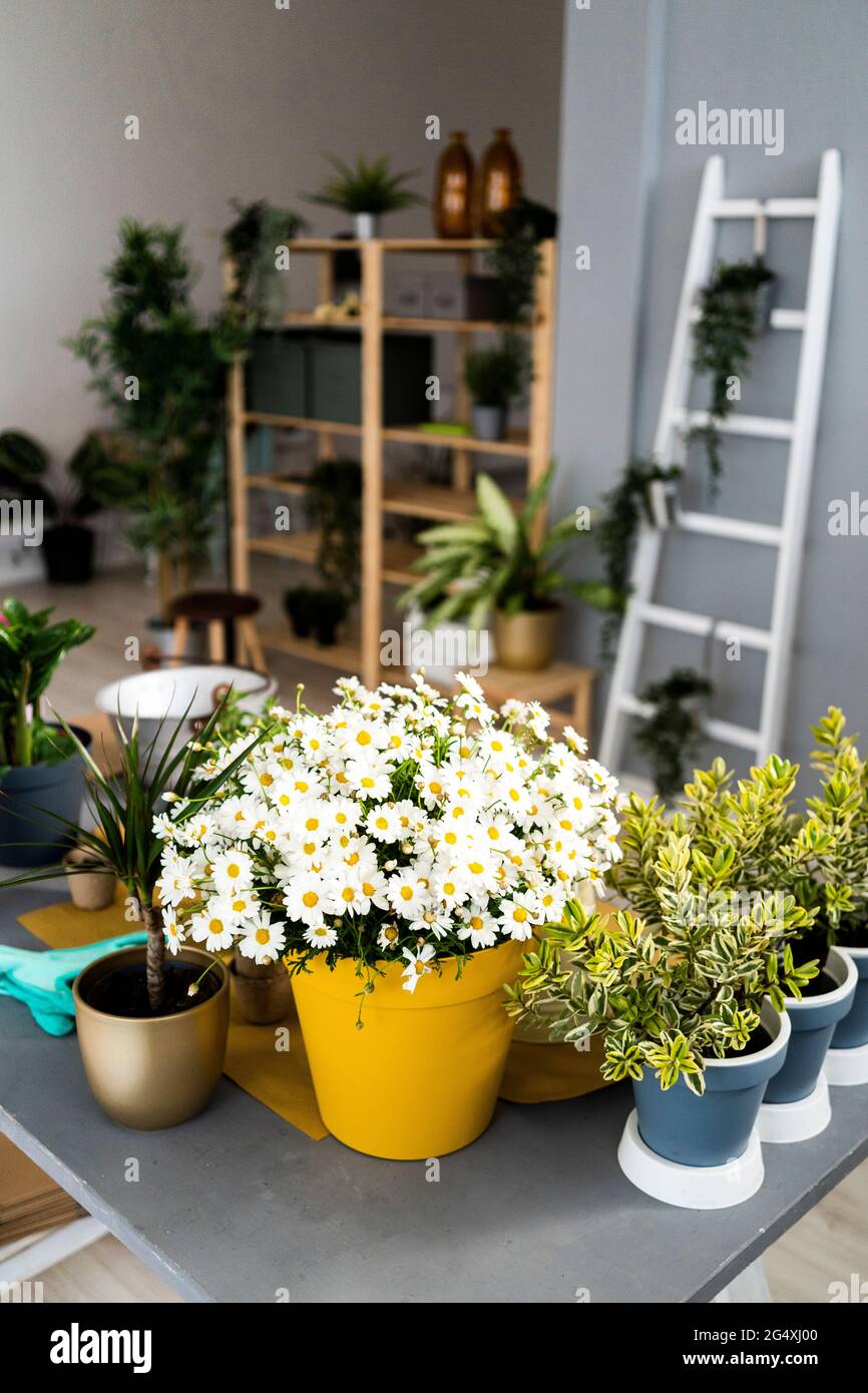 Arranged plants hi-res stock photography and images - Alamy