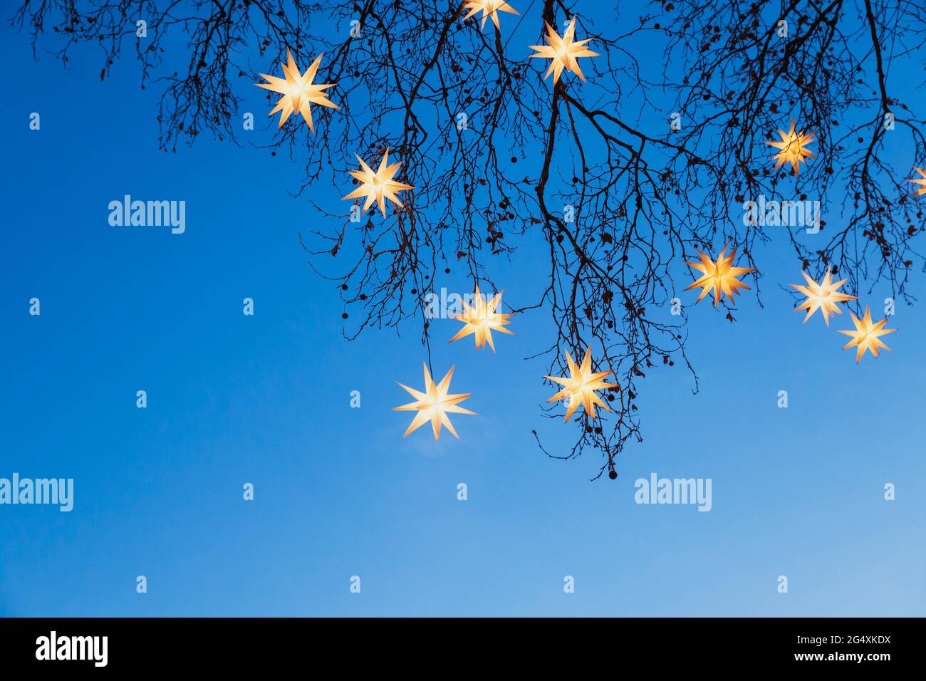 Illuminated Christmas stars hanging in tree branches Stock Photo Alamy
