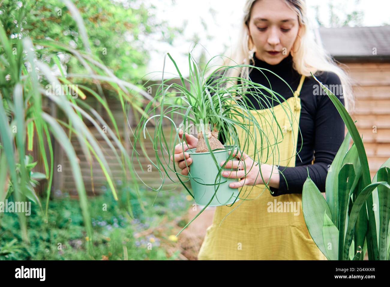 Woman holding potted plant while gardening at backyard Stock Photo - Alamy