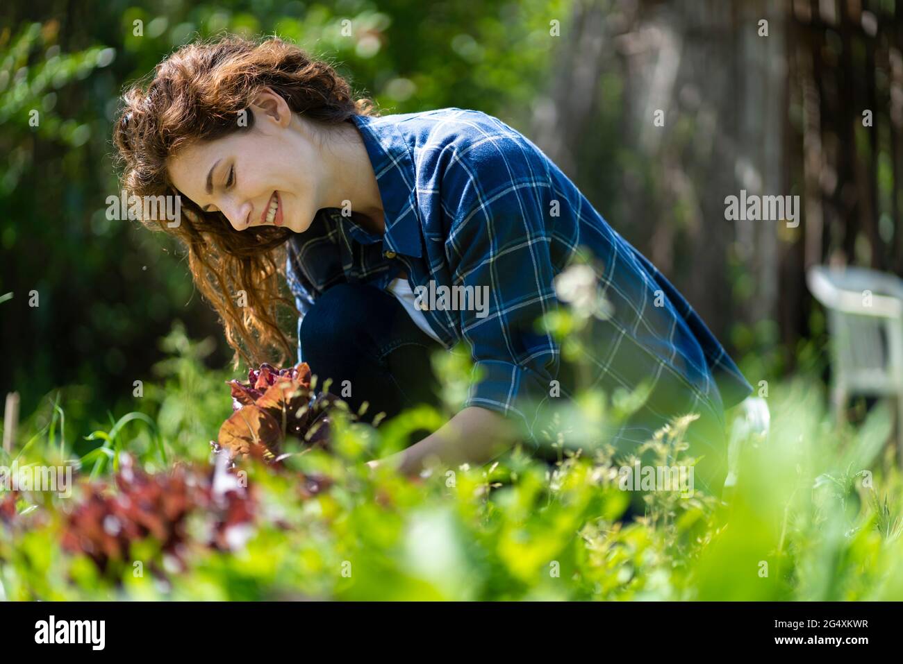 Smiling woman harvesting organic salad leaves in garden Stock Photo