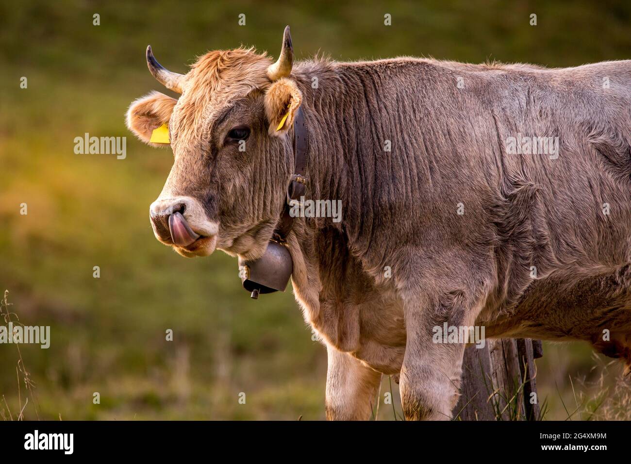 Portrait of brown cow sticking out tongue Stock Photo