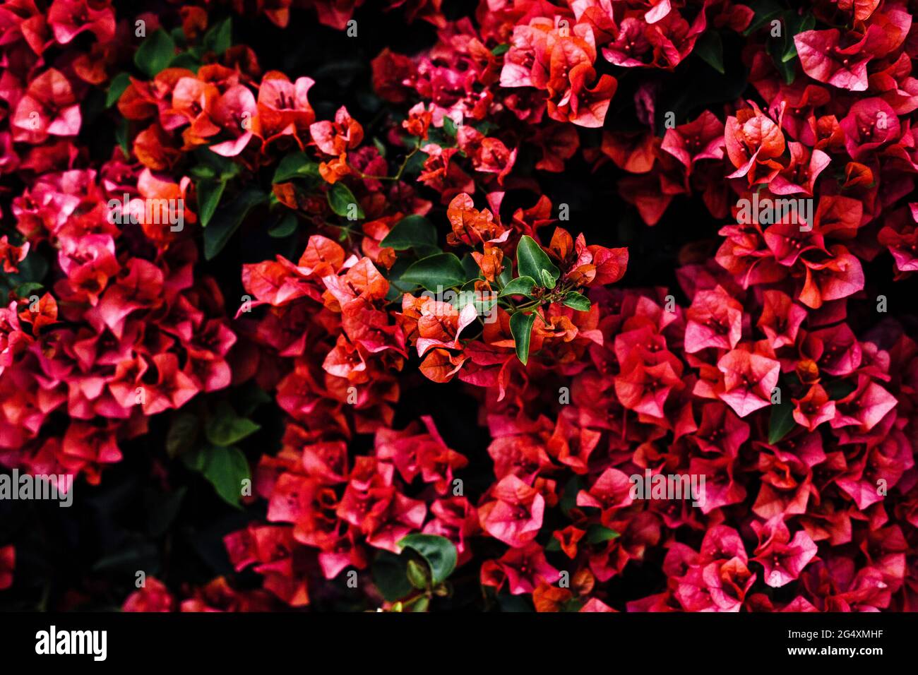 Fresh red bougainvillea blooming in garden Stock Photo
