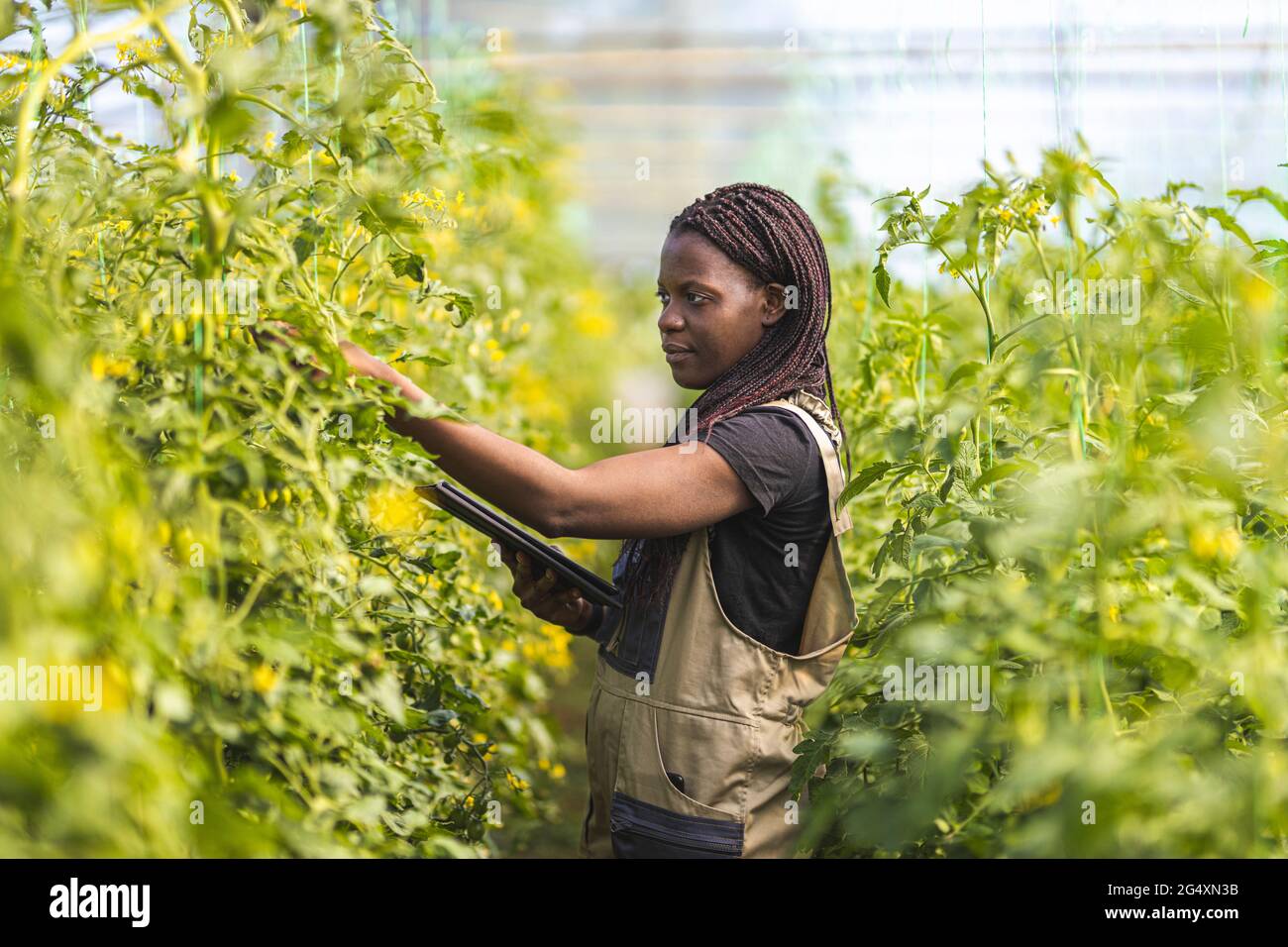 Female farmer doing quality control check while working in organic farm Stock Photo