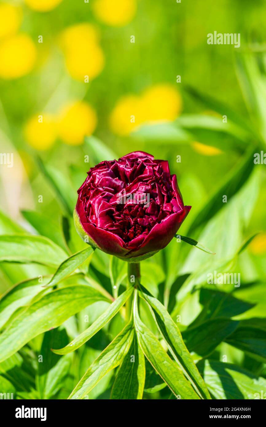 Head of red blooming peony Stock Photo