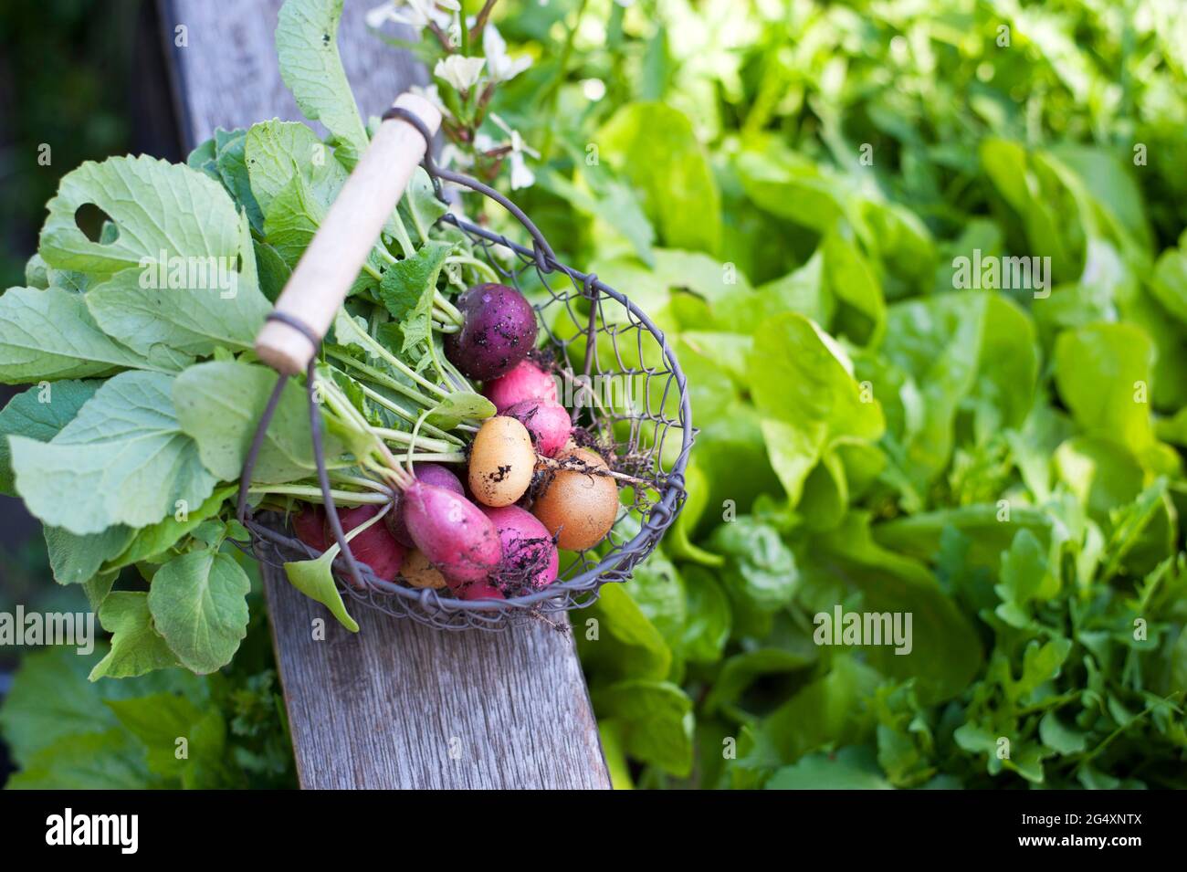Fresh radishes in metal basket at self sufficient garden Stock Photo