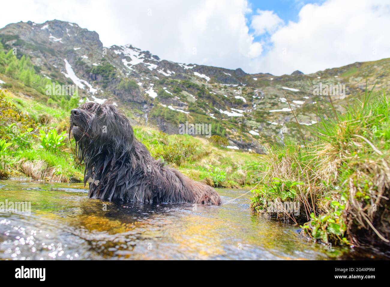 Bergamasco Shepherd dog bathes in a pool of water Stock Photo