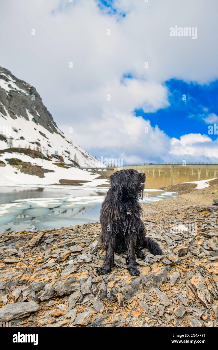 Bergamasco shepherd dog in the mountains near an alpine dam Stock Photo