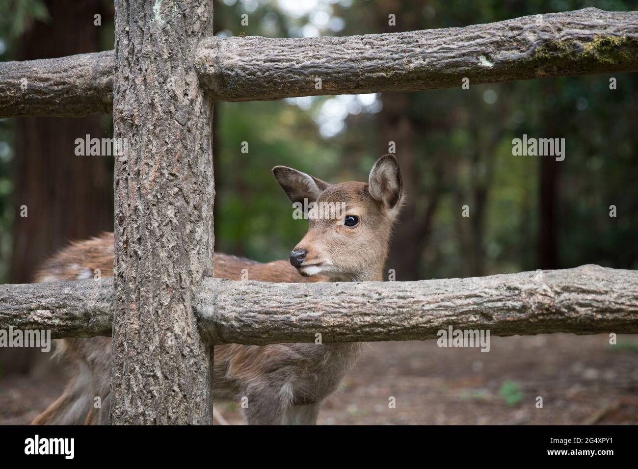 A deer in Nara park in Japan Stock Photo