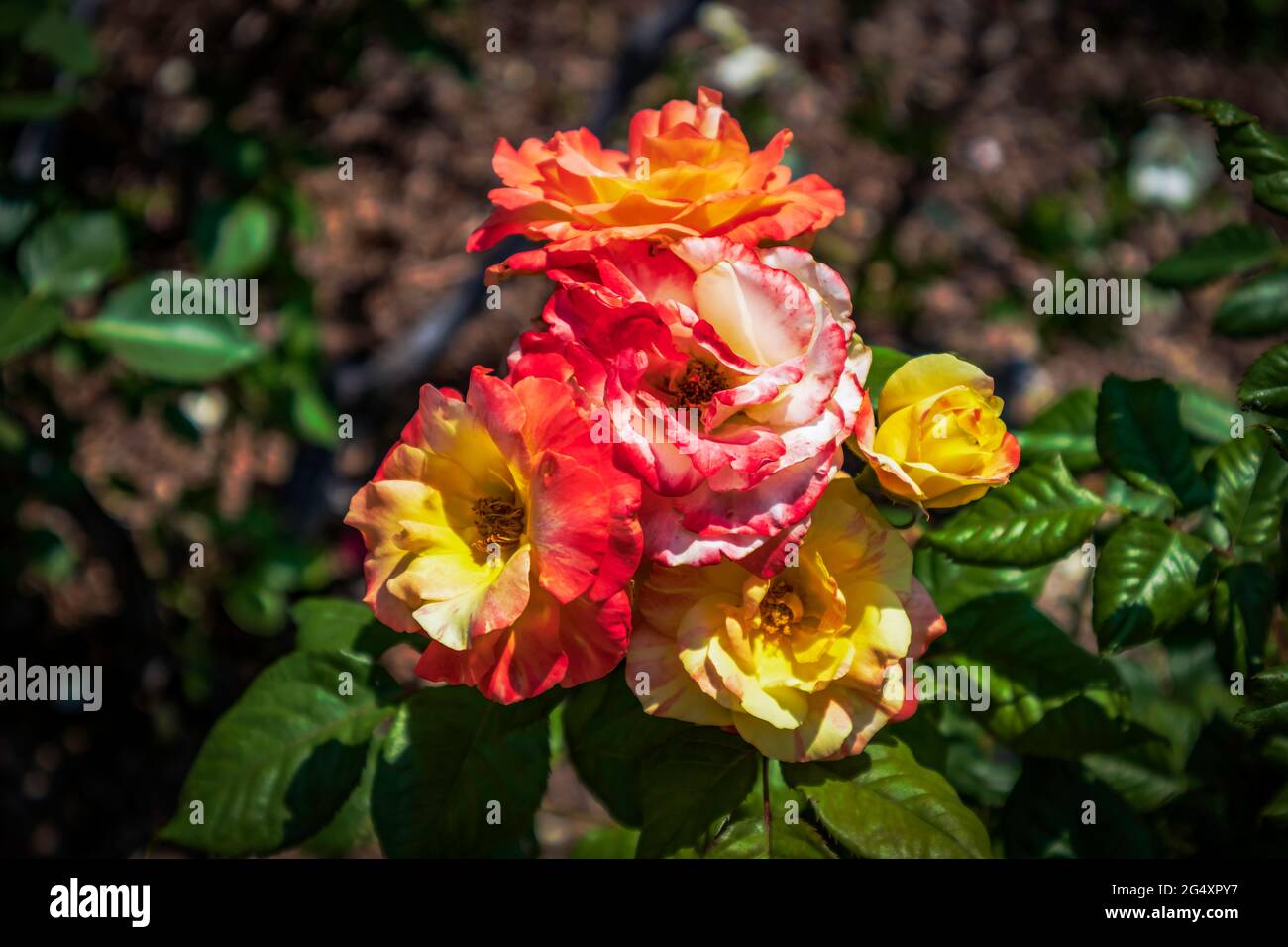 Multi colored roses hi-res stock photography and images - Alamy