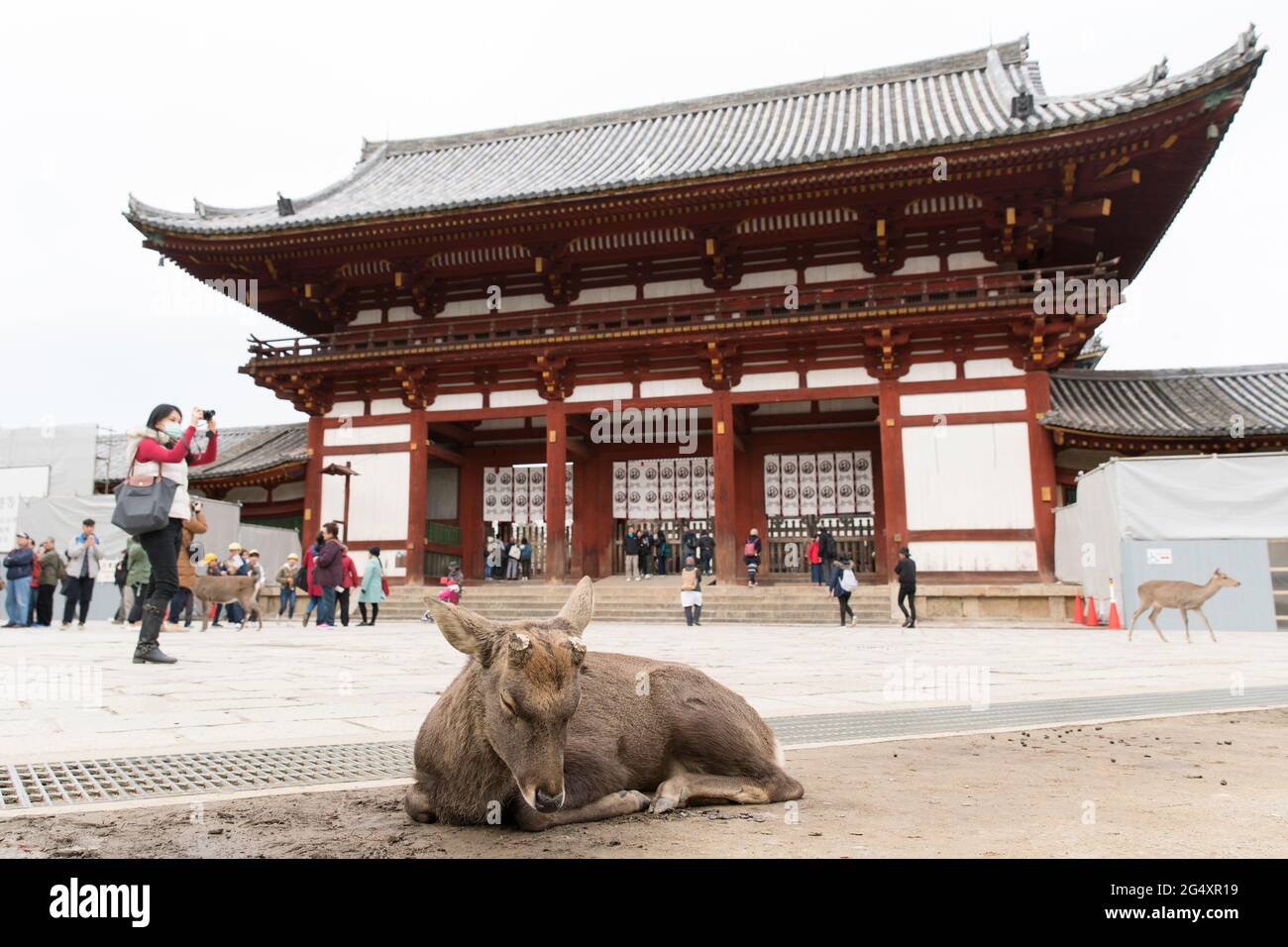 A deer in Nara park in front of The Todai temple in Japan Stock Photo