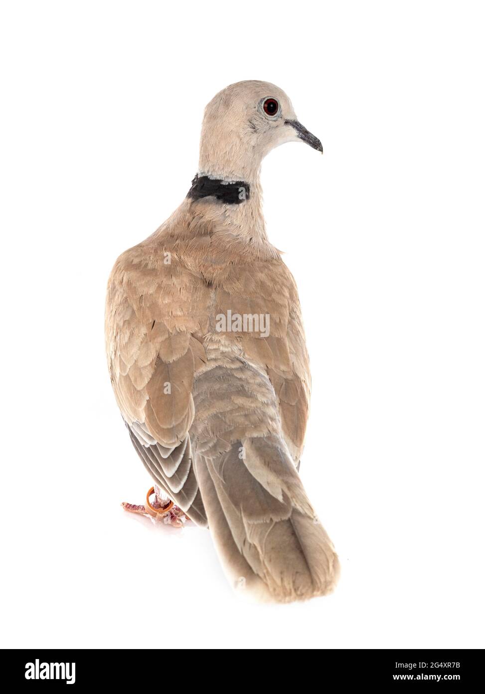 African collared dove in front of white background Stock Photo Alamy