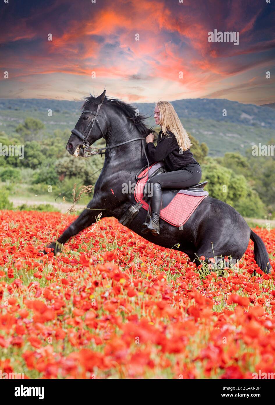 riding girl are training her black horse Stock Photo