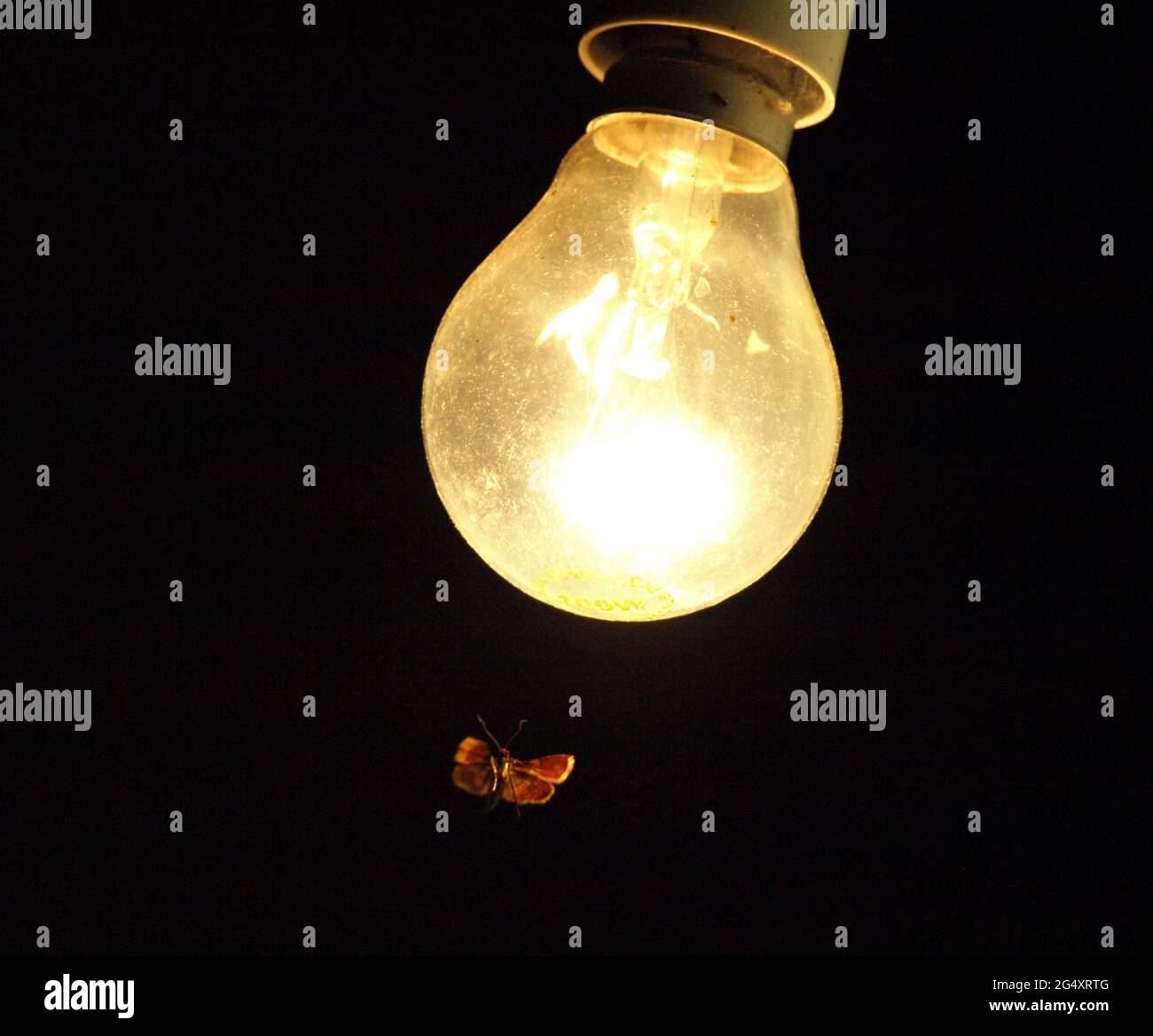 Moth light bulb hires stock photography and images Alamy