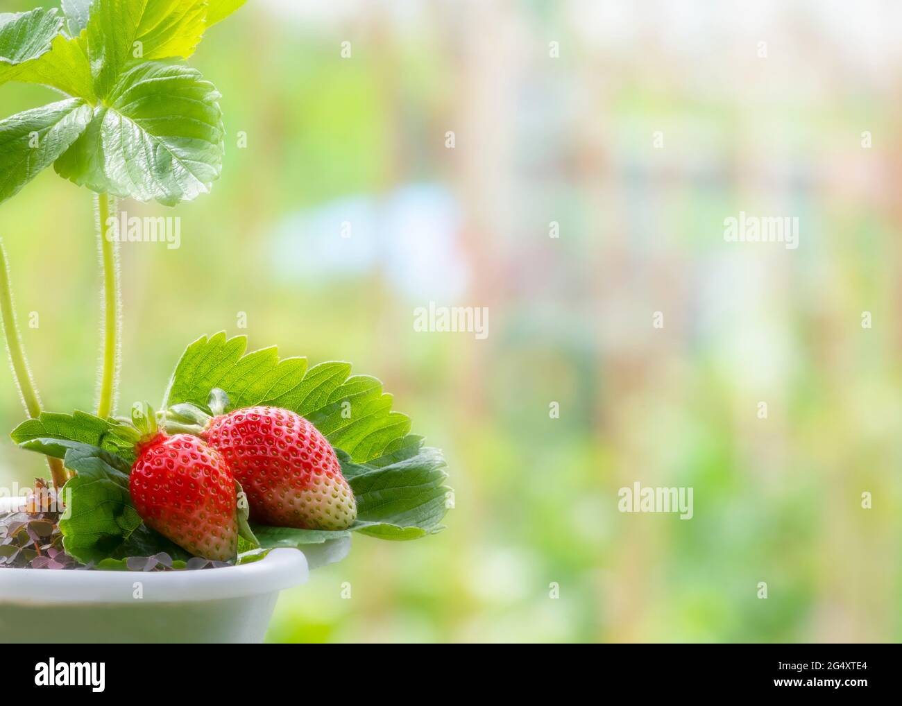 growing strawberries in a container , Focus on berries blurred garden backdrop, shot for copy space allotment small holding or  horticultural scene Stock Photo