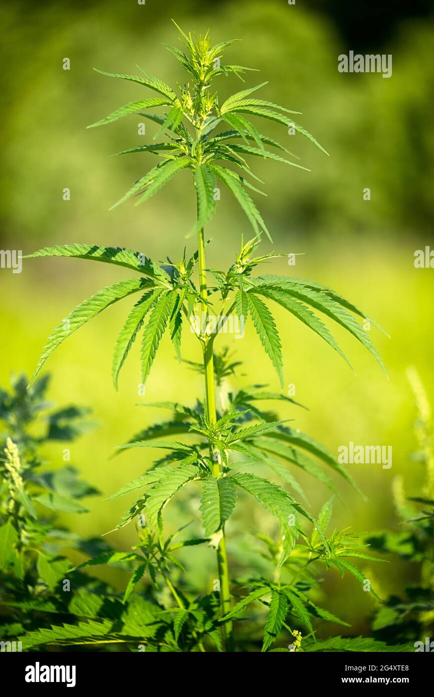 Branch of marihuana growing in a farm, close up selective focus, vertical. Fresh canabis crop. Stock Photo