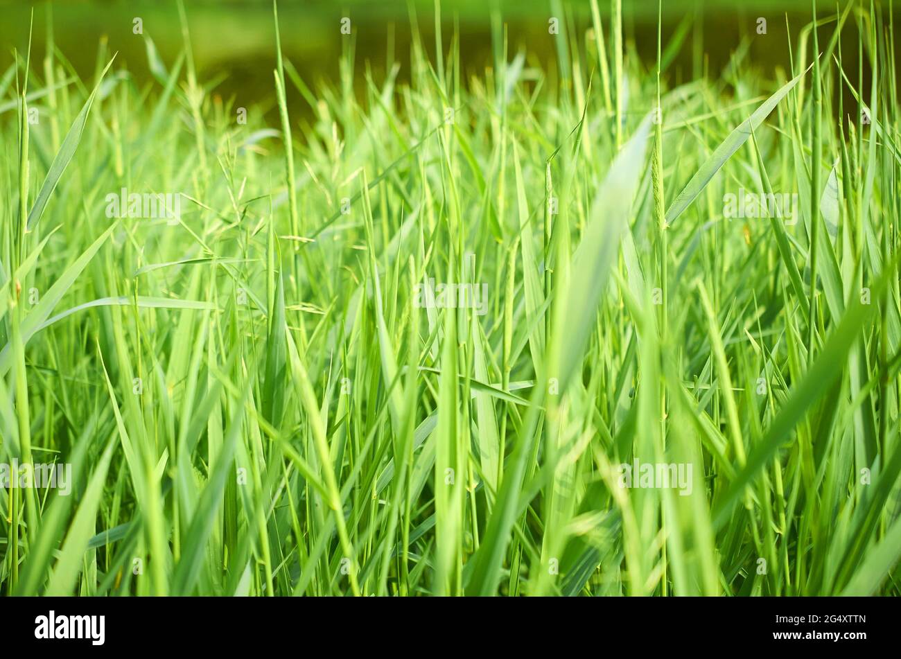 Perennial grass Carex.Background. Close-up. Soft Focus. Selective focus Stock Photo