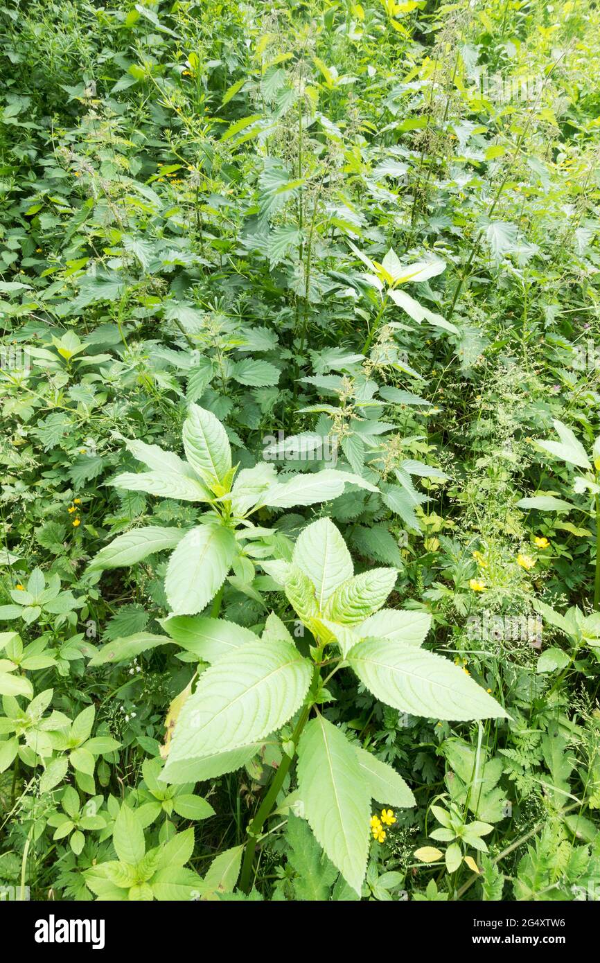 Young shoots of the invasive Himalayan Balsam (Impatiens glandulifera) growing amongst stinging nettles, north east England, UK Stock Photo