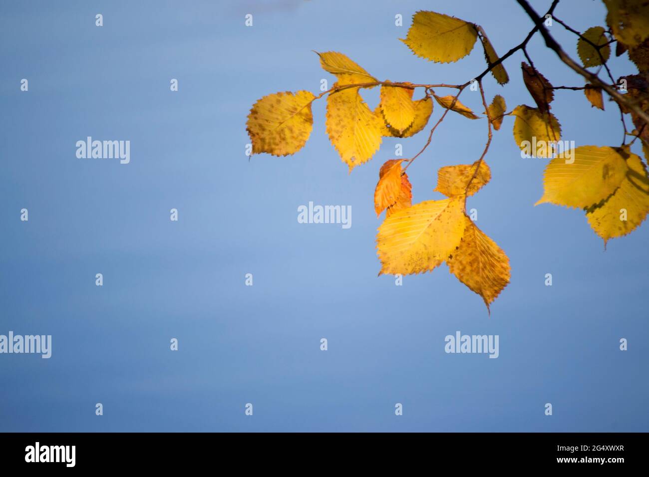 Two oak leaves dry hi-res stock photography and images - Alamy