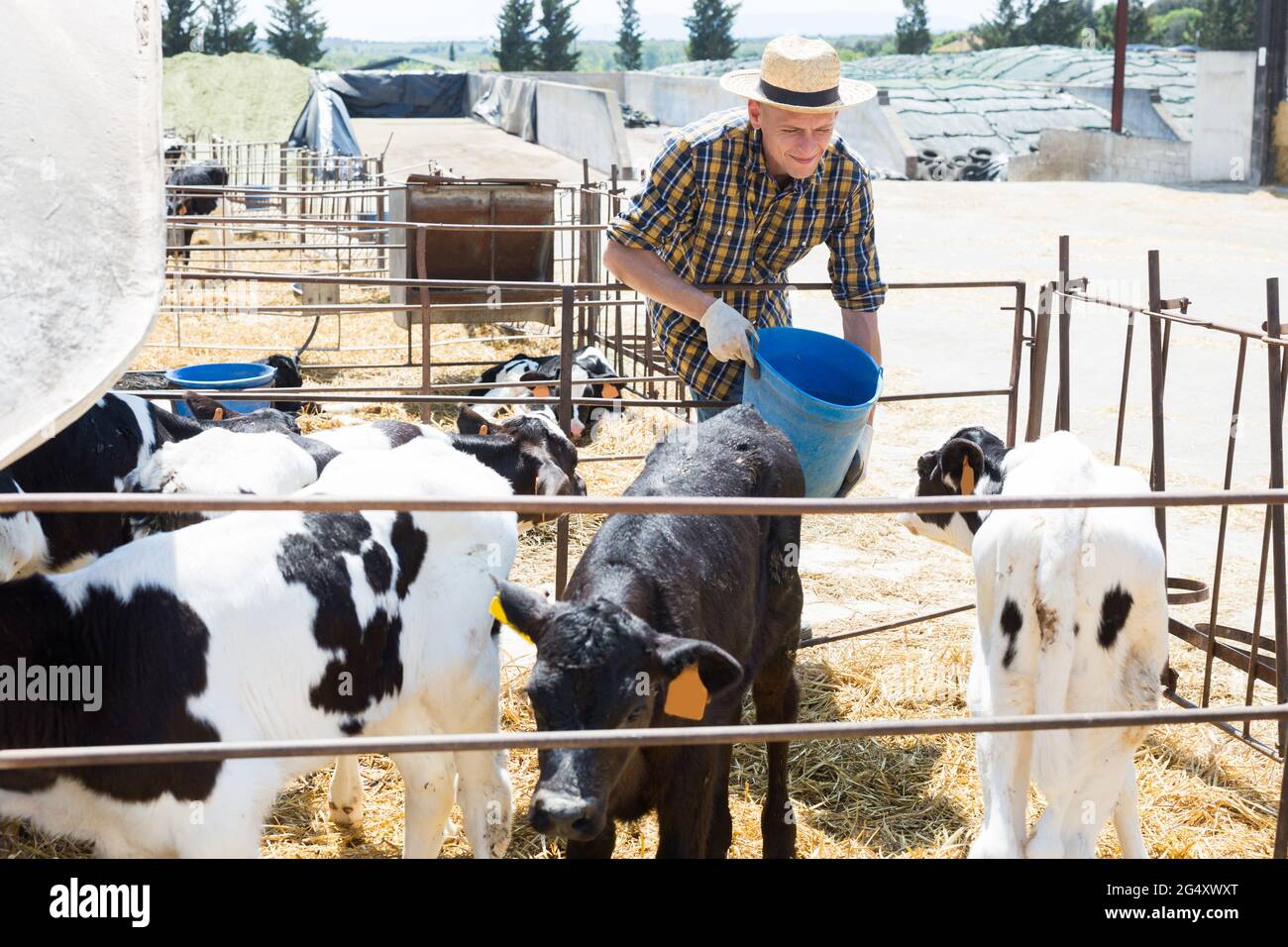 Focused young man with a bucket is about to water the young calves Stock Photo