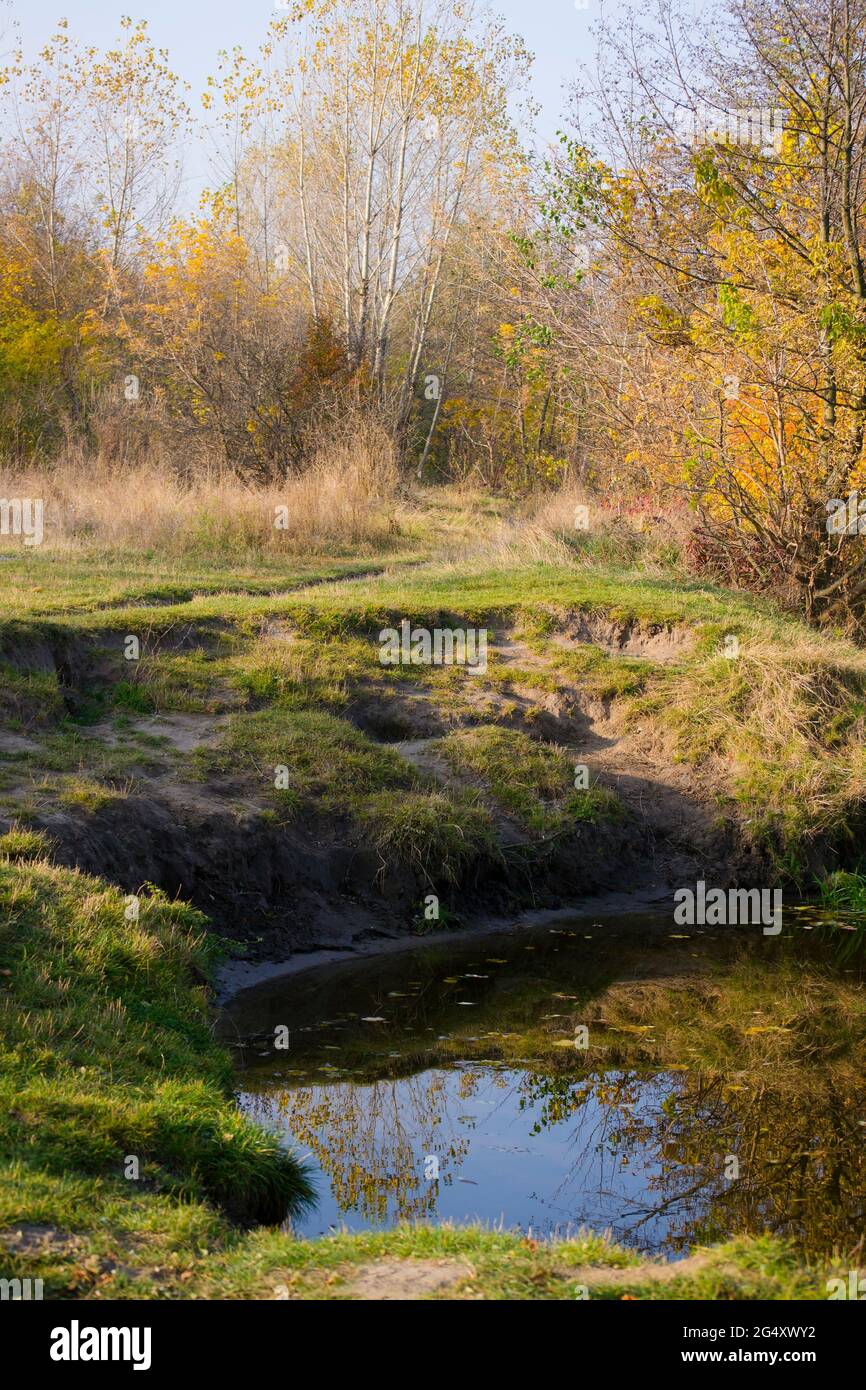 Reflection in the water of trees poplar with Spring leaves Stock Photo