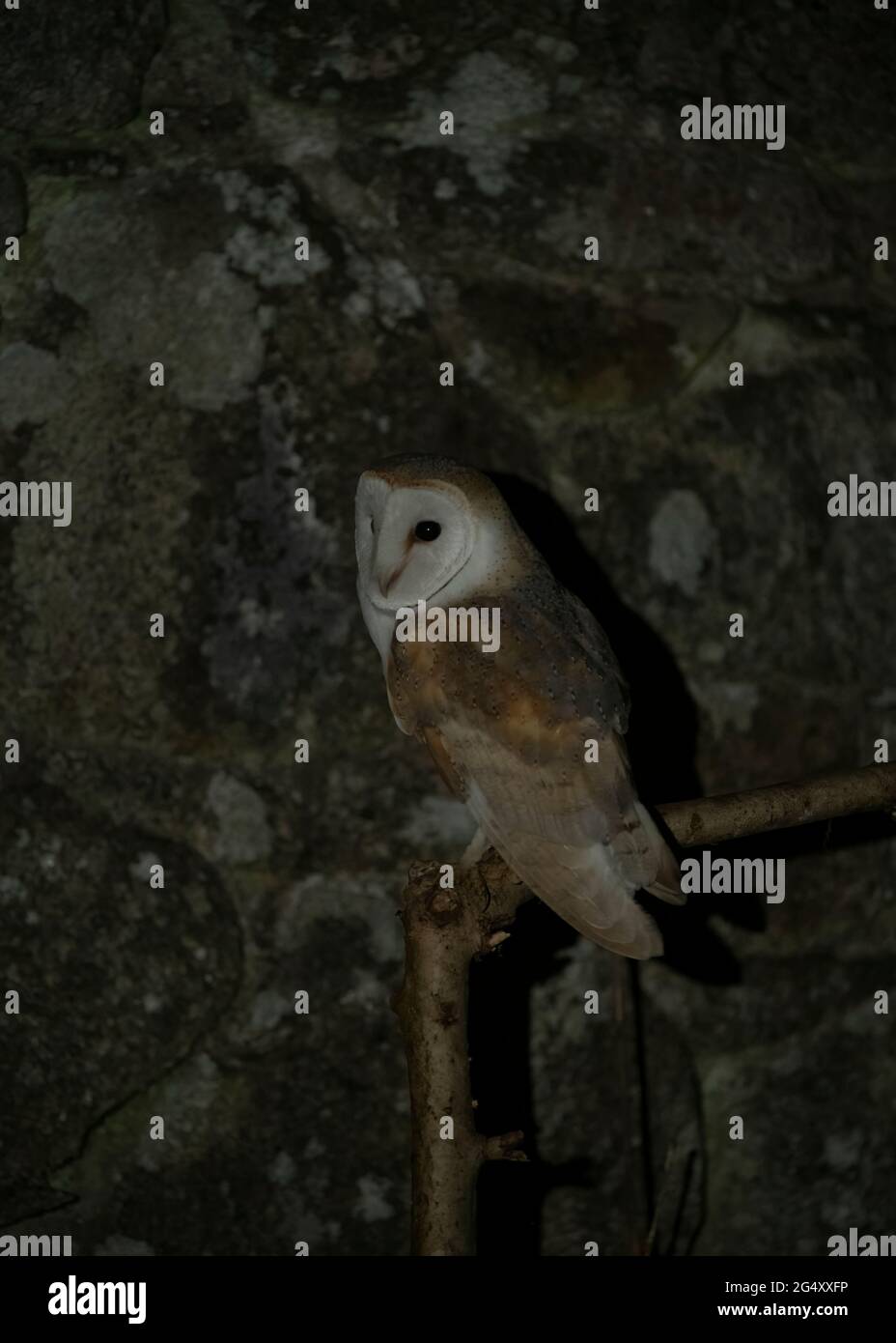 Owl barn (Tyto alba), male sitting on tree branch next to a barn, Dumfries, SW Scotland Stock Photo