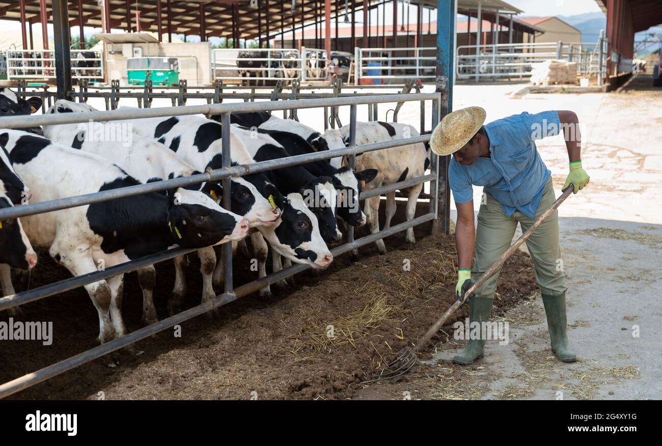 African American preparing hay for cows in livestock stall Stock Photo