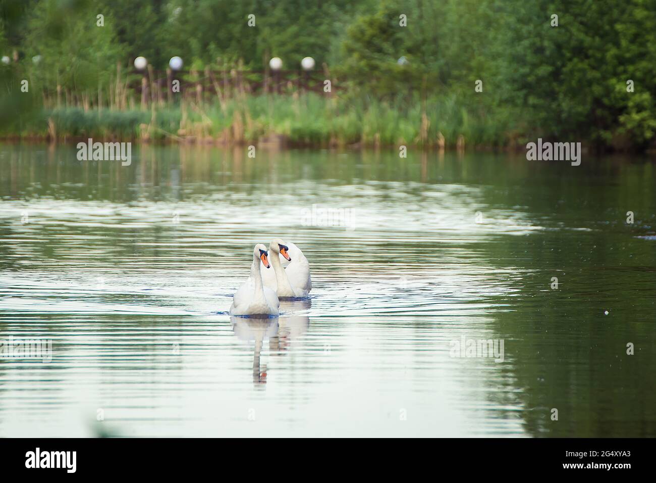 Two white swans swim beautifully on the lake side by side. Natural photography with wild birds. Beauty in nature. Warm spring day Stock Photo