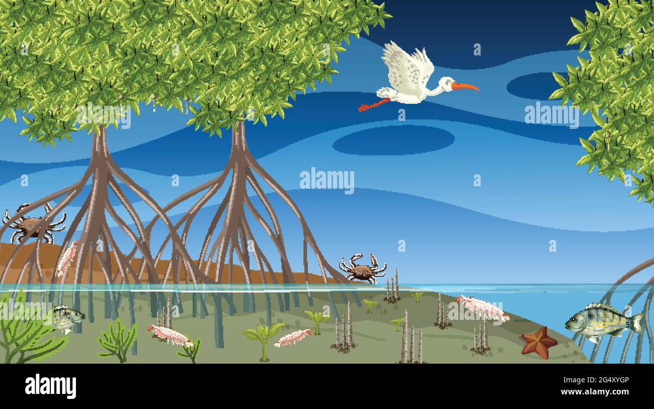 Animals live in mangrove forest at night scene illustration Stock ...