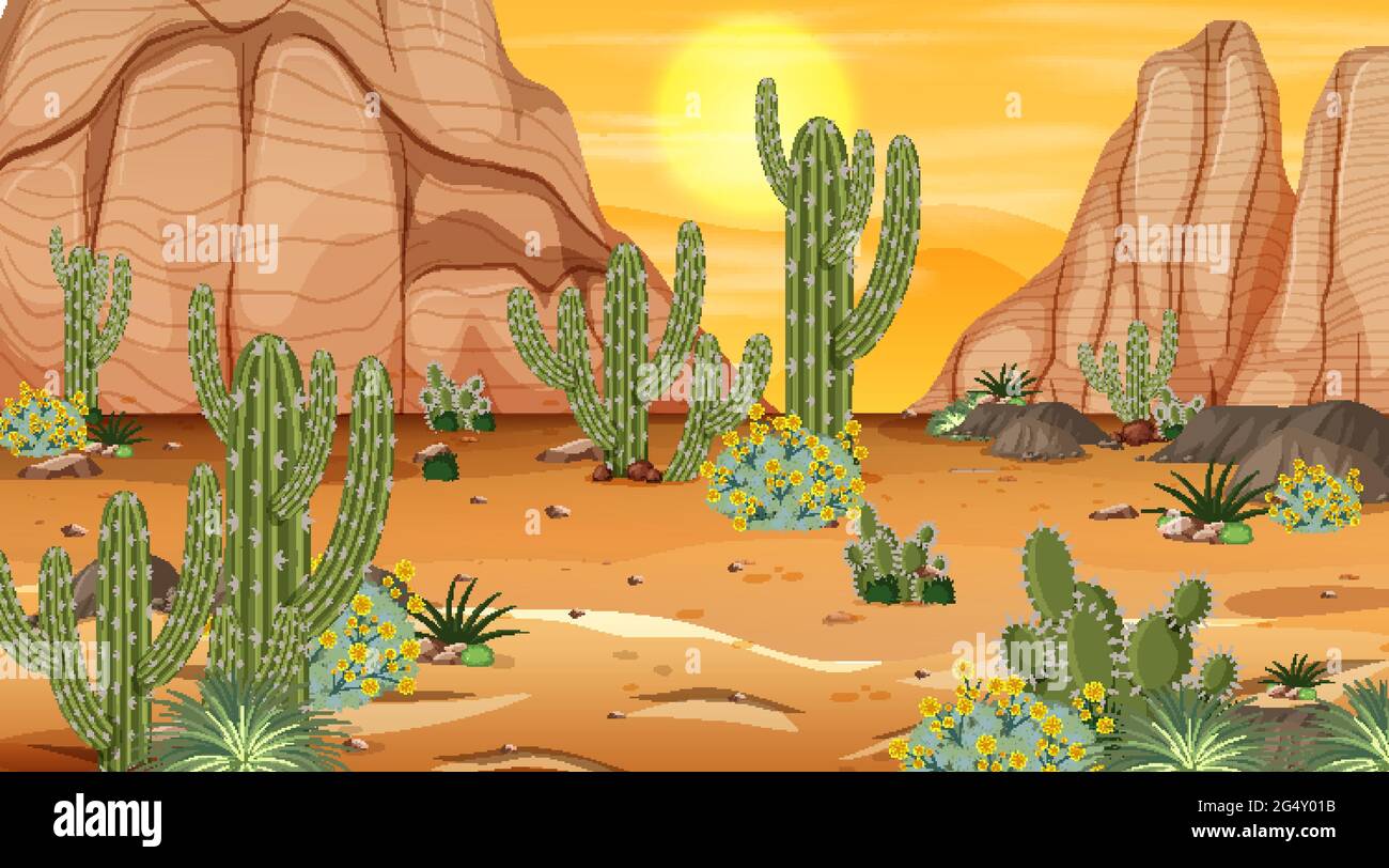 Desert forest landscape at sunset time scene with many cactuses ...