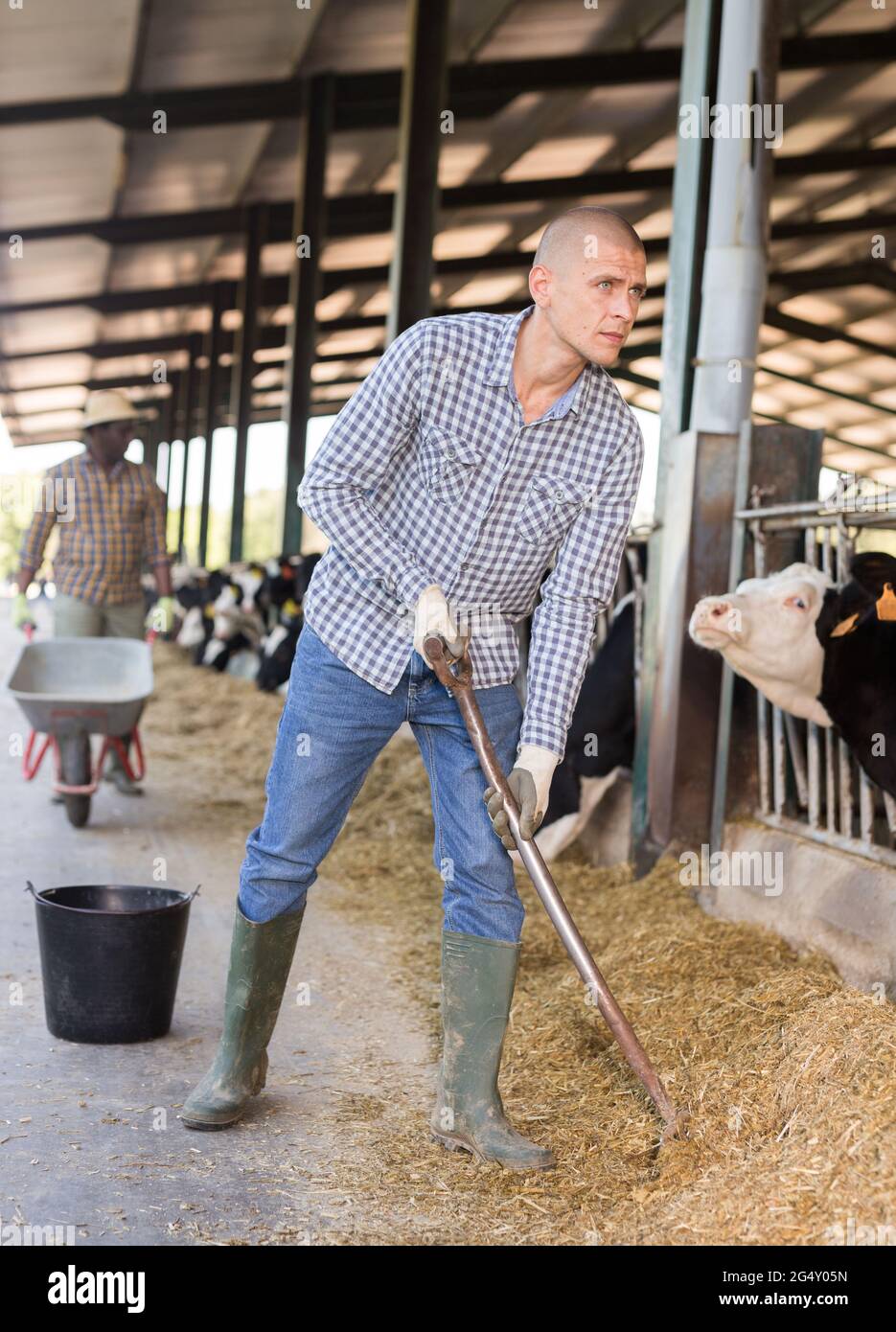 Portrait of a male farmer working in a cowshed Stock Photo - Alamy