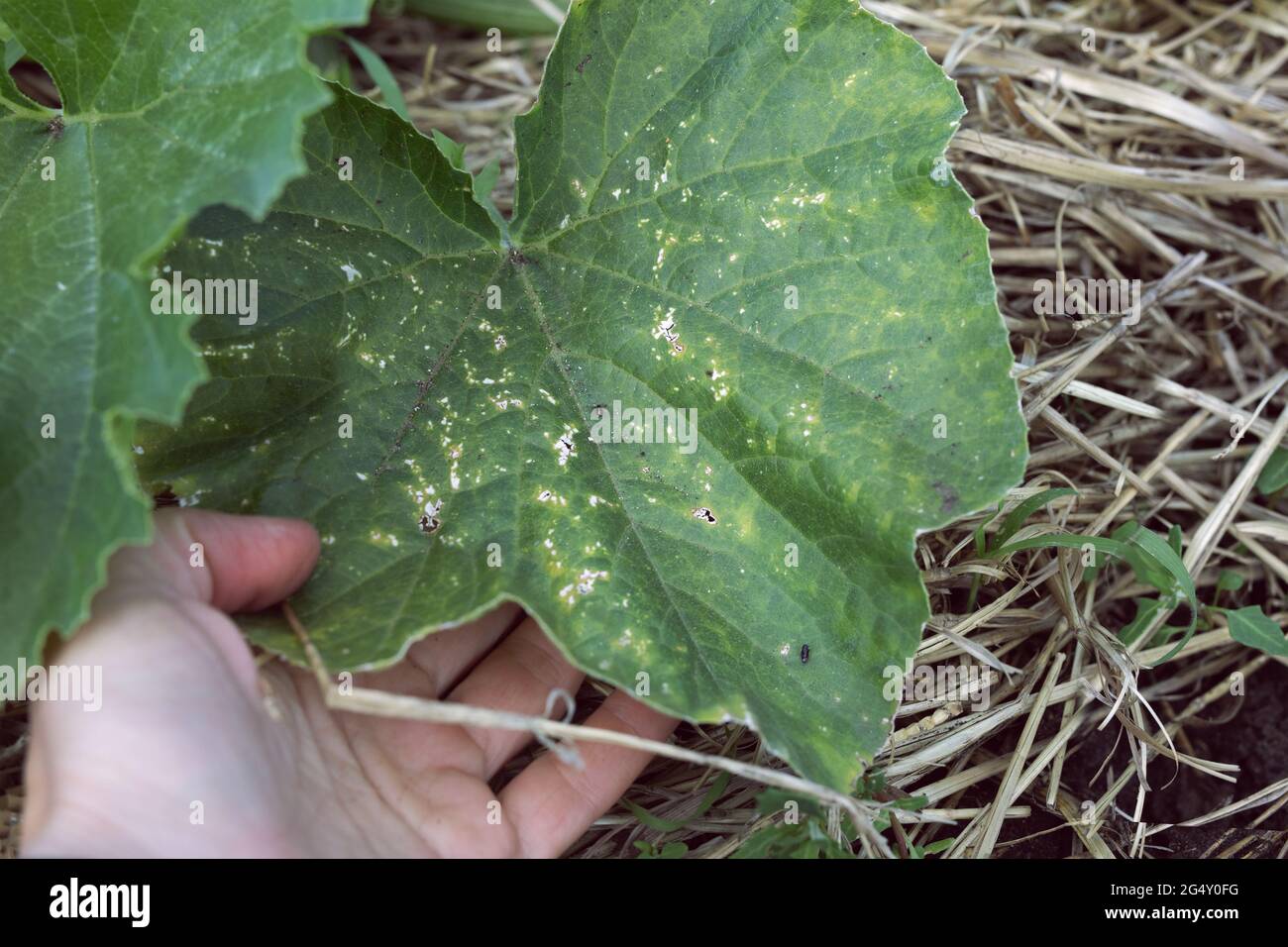 Holes on green leaves bitten by pests. Chrysomelidae leaf beetle eats green leaves, damaging agriculture. Cruciferous flea Stock Photo