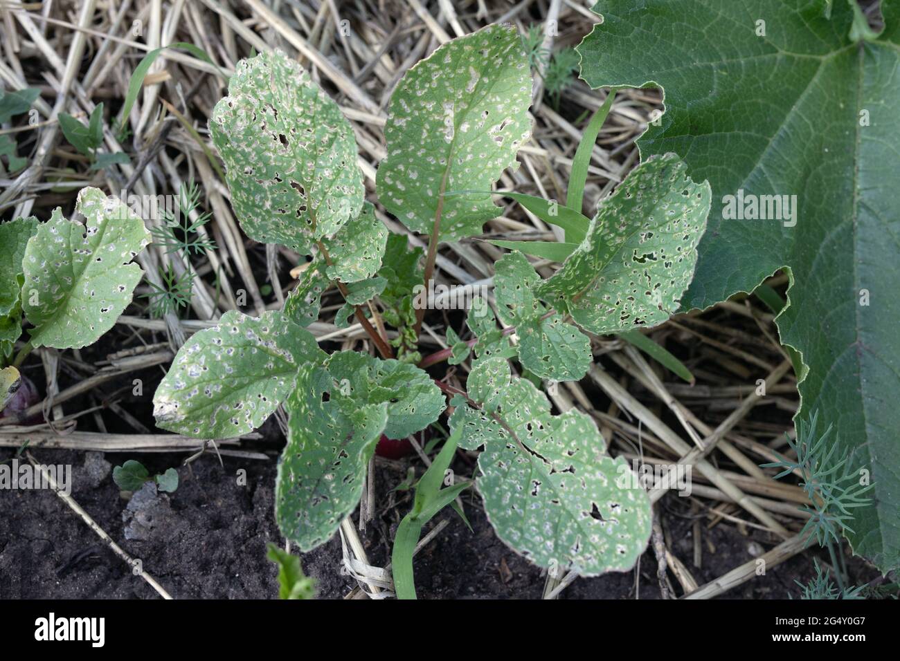 Radish garden pest hires stock photography and images Alamy