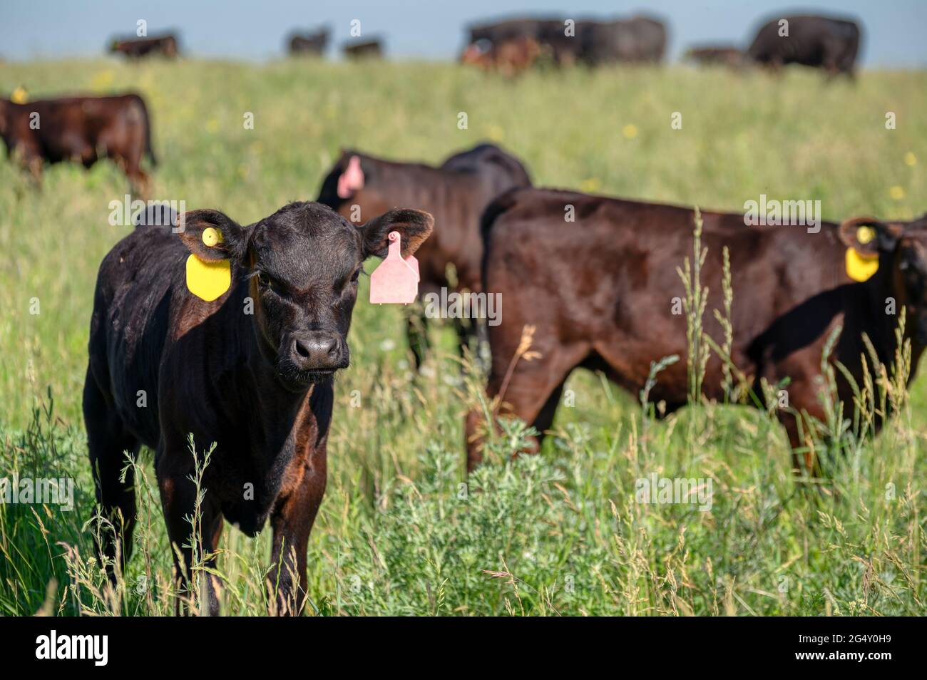 Black Angus calves graze on a green meadow Stock Photo - Alamy