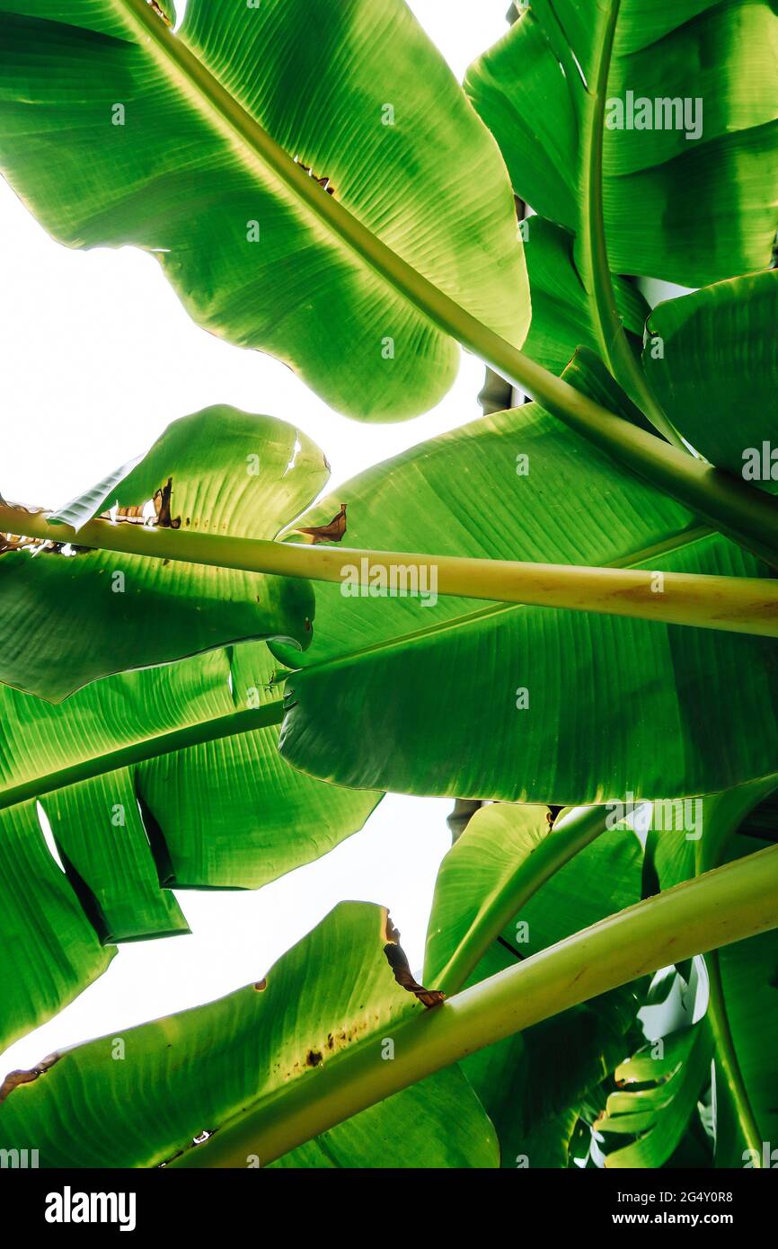 closeup-image-of-green-banana-tree-leaves-outdoors-stock-photo-alamy