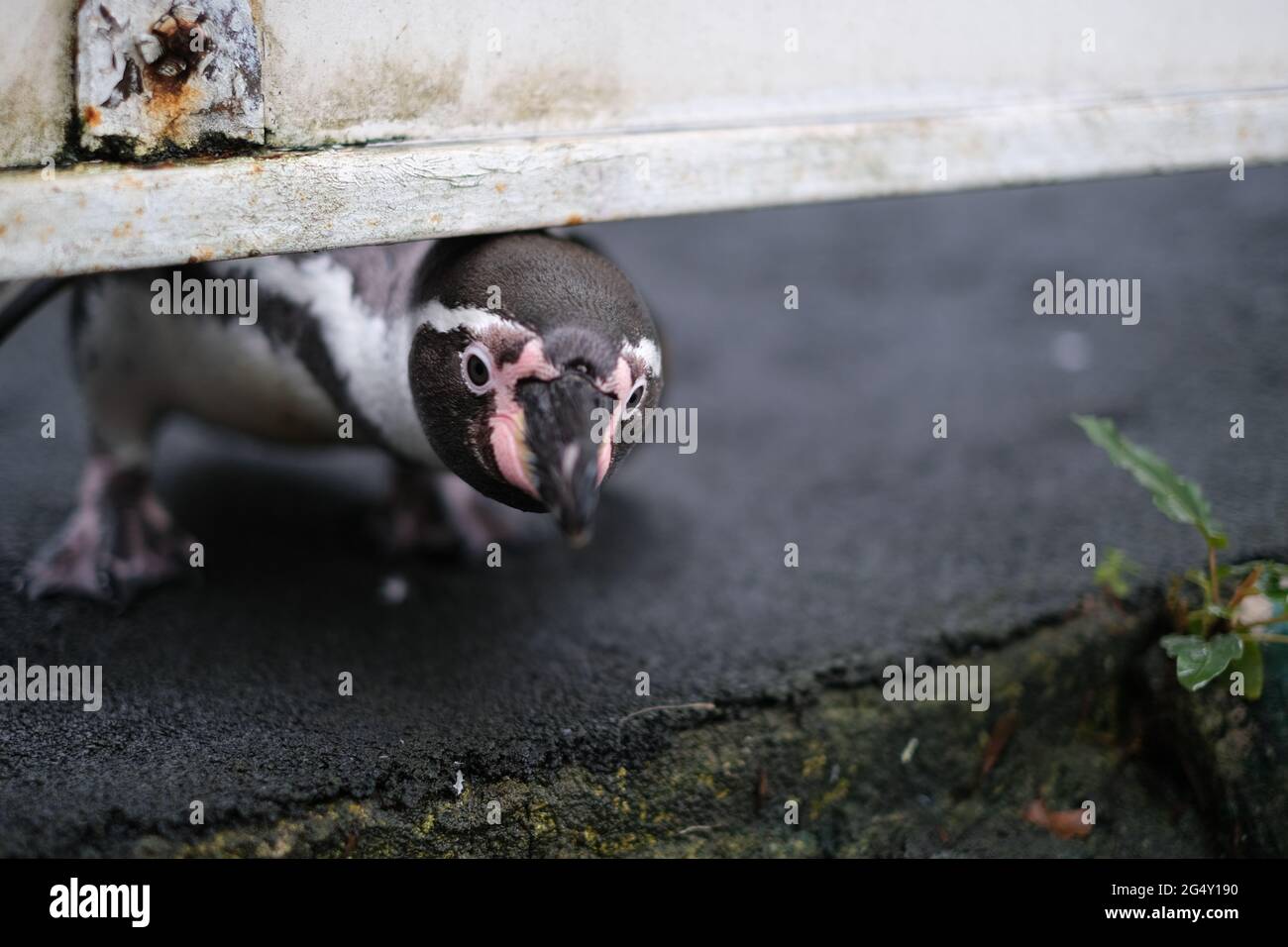 A curious penguin is considering escape from a zoo Stock Photo