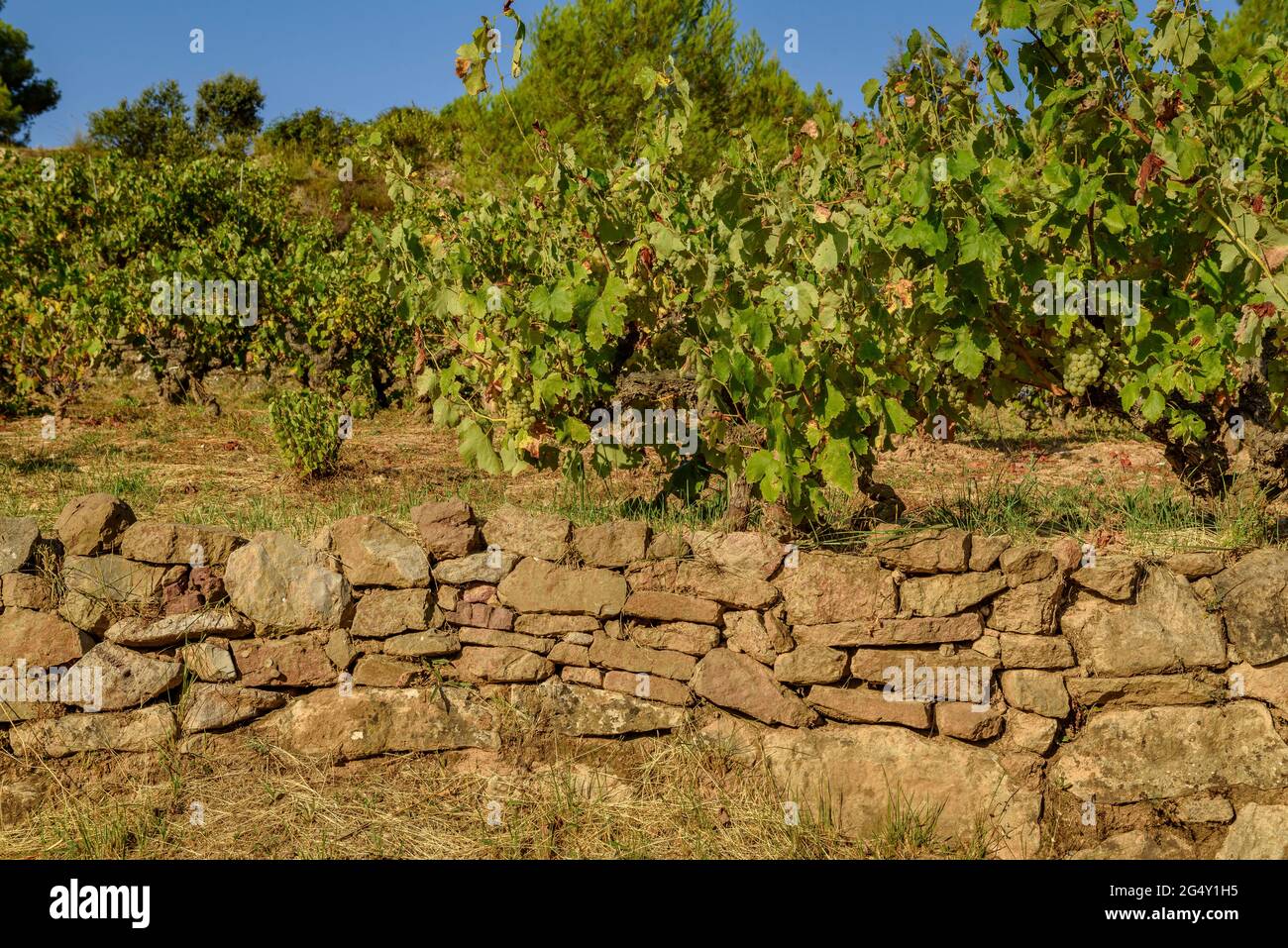 Dry stone wall in some vineyards near Navàs (Bages, Barcelona, Catalonia, Spain) ESP: Bancal de piedra seca en unos viñedos cerca de Navàs (Cataluña) Stock Photo