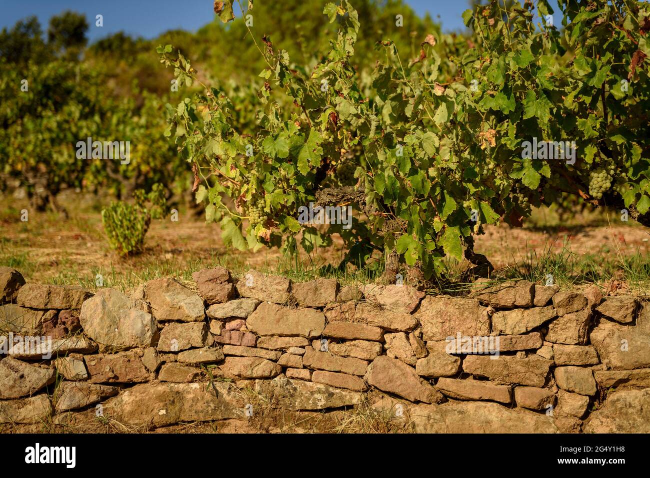 Dry stone wall in some vineyards near Navàs (Bages, Barcelona, Catalonia, Spain) ESP: Bancal de piedra seca en unos viñedos cerca de Navàs (Cataluña) Stock Photo