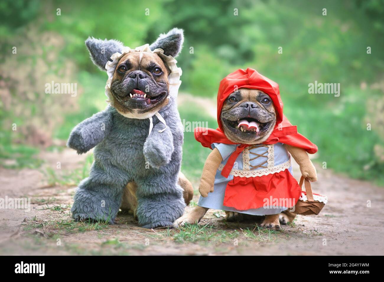 Pair of French Bulldog dogs dressed up as fairytale characters Little Red Riding Hood and Big Bad Wolf with full body costumes with fake arms standing Stock Photo