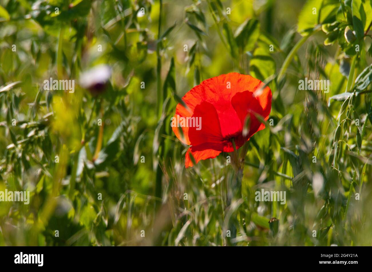 Poppy in field between Degagnac and Salviac, Lot Department, France Stock Photo